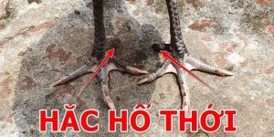 Gà Hắc Hổ Thới - Vẻ Đẹp Kiêu Kỳ Của Một Chiến Kê Hùng Vĩ